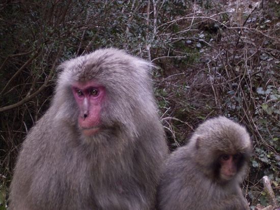 屋久島トレッキングツアー 知られざる世界遺産・西部照葉樹林で出会う森と動物たち＜昼食付／送迎付／1日＞ by 屋久島大学