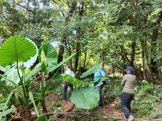 屋久島トレッキングツアー 知られざる世界遺産・西部照葉樹林で出会う森と動物たち＜昼食付／送迎付／1日＞ by 屋久島大学