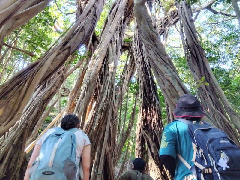 IMG_2023-10月照葉樹ツアー⑦