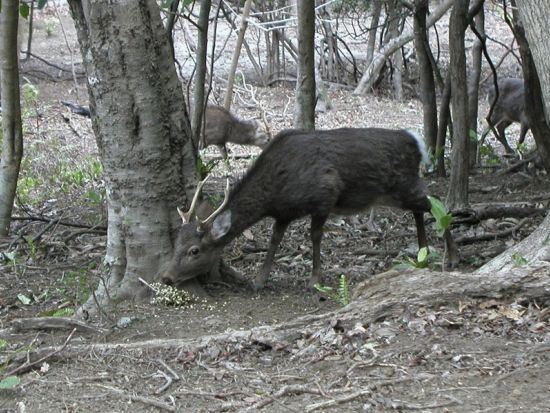 屋久島トレッキングツアー 知られざる世界遺産・西部照葉樹林で出会う森と動物たち＜昼食付／送迎付／1日＞ by 屋久島大学