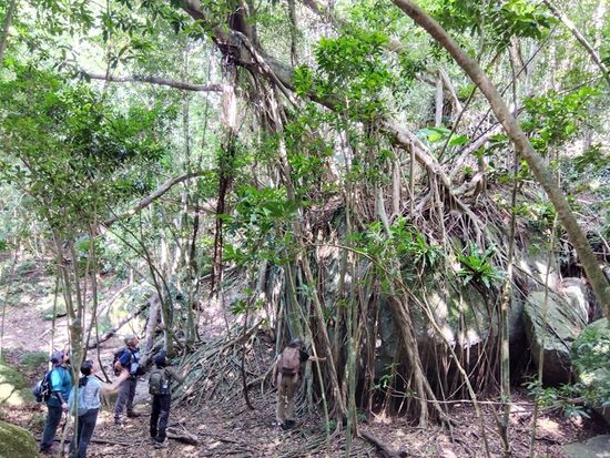 IMG_2023-10月照葉樹ツアー③