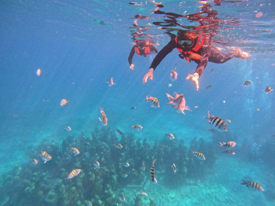 シュノーケリング MUSA水中美術館（海底美術館）＆お魚いっぱいサンゴ礁ポイント＜貸切／日本人インストラクター／水中写真プレゼント＞