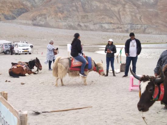 Leh Yak Ride