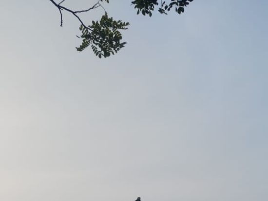 【貸切チャーター】コーチン発ムンナル＆テッカディ＆アレッピー＆コバラム観光ツアー＜専用車／英語ドライバー／高速代・駐車場代込／コーチン市内中心部ドロップ＞