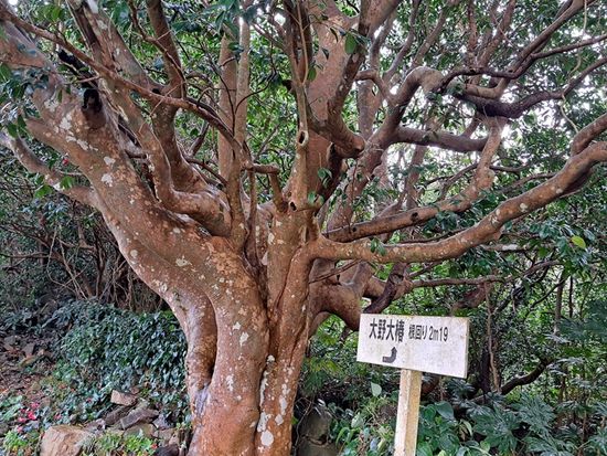 大野の大椿　久賀島-scaled