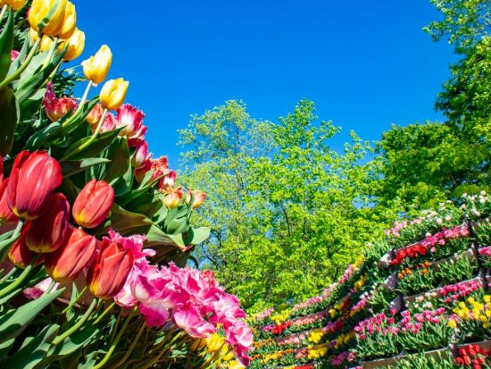 名古屋発2日間バスツアー 雪の大谷ウォーク＆となみチューリップフェア 室堂に約3時間滞在！＜1泊2日／名古屋発着＞