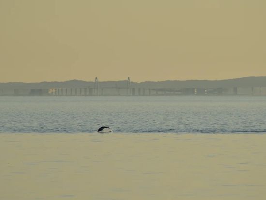 日帰りバスツアー 雪の大谷と富山湾の神秘体験 蜃気楼とホタルイカ発光ショー＜弁当付／5月限定／富山駅発着＞