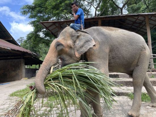 チェンマイ定番観光ツアー　ドイステープ寺院＋ゾウ体験＋エコ体験スポット巡り＜1日／日本語ガイド＞