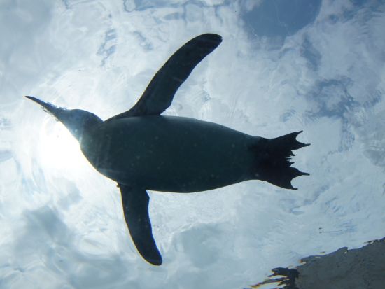 【ゆったり出発】札幌発バスツアー旭山動物園＆美瑛クリスマスツリー＆妖精の森ニングルテラス＜1日/1名様から催行/大通駅発着>