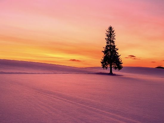 【ゆったり出発】札幌発バスツアー旭山動物園＆美瑛クリスマスツリー＆妖精の森ニングルテラス＜1日/1名様から催行/大通駅発着>