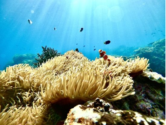 西表島 ピナイサーラの滝＆バラス島シュノーケリング 1日で山と海を満喫＜送迎・昼食・写真付き／西表島＞