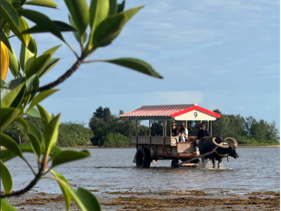 西表島 ピナイサーラの滝トレッキング＆由布島水牛観光 自然と島時間を楽しむ1日＜送迎・昼食付き／西表島＞