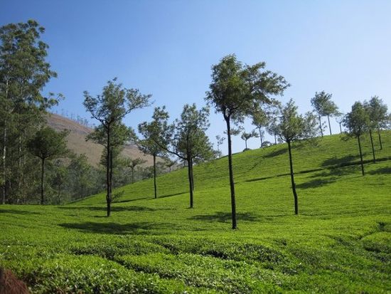 Kerala Munnar Tea Estate