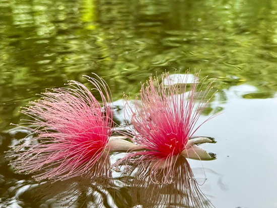 スクリーンショット 2026-01-13 172638