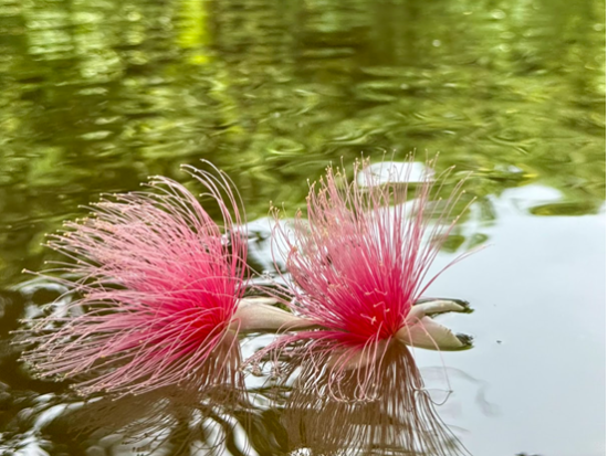 西表島 早朝サガリバナ観賞カヤック 1年に1度の幻想体験＜6〜7月限定／おやつ＆コーヒー・写真付き／西表島＞