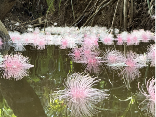 西表島 早朝サガリバナ観賞カヤック 1年に1度の幻想体験＜6〜7月限定／おやつ＆コーヒー・写真付き／西表島＞