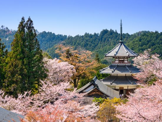 Japan_Nara_Yoshino_Kinpusenji Temple_cherry blossoms_shutterstock_237865318