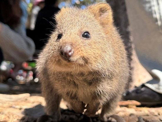 ロットネスト島「世界一幸せな動物」クオッカに出逢えるウォーキング＆島内観光バスツアー＜半日or1日／日本語ガイド／パース市内送迎付き／ヒラリーズ発着＞