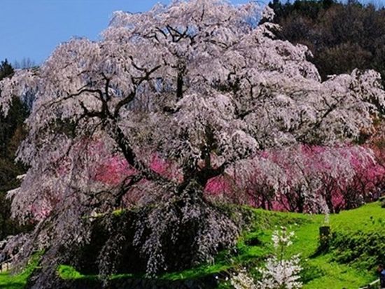 お客様写真：奈良県在住・PN：カズサン