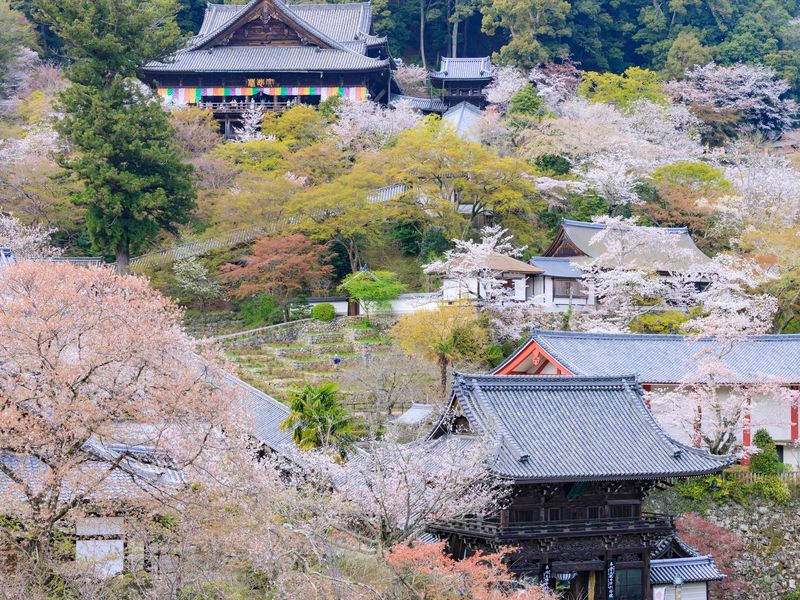 Japan_Nara_pixta_76532675_長谷寺（桜）