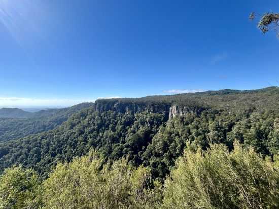 世界遺産亜熱帯雨林とアーティスティックな高原の街を巡る贅沢な一日 スプリングブルック国立公園＆マウントタンボリンツアー＜日本語ドライバーガイド・送迎あり＞