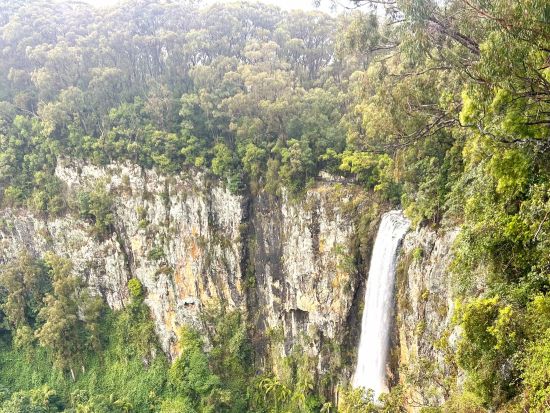 世界遺産亜熱帯雨林とアーティスティックな高原の街を巡る贅沢な一日 スプリングブルック国立公園＆マウントタンボリンツアー＜日本語ドライバーガイド・送迎あり＞
