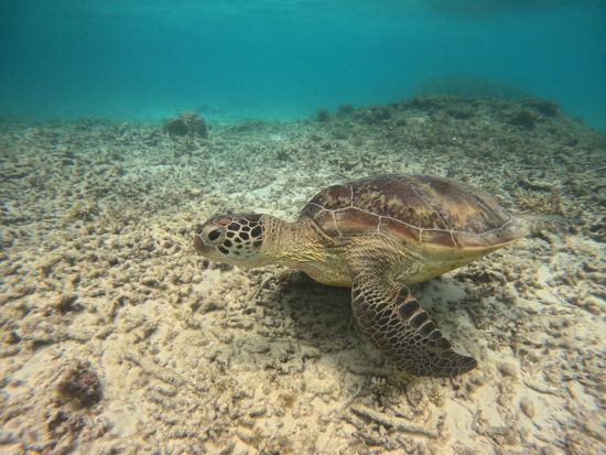 渡嘉敷島シュノーケルツアー　ウミガメに出会えるボードシュノーケル体験＜沖縄・慶良間諸島／渡嘉敷港送迎付き／GoPro撮影付＞