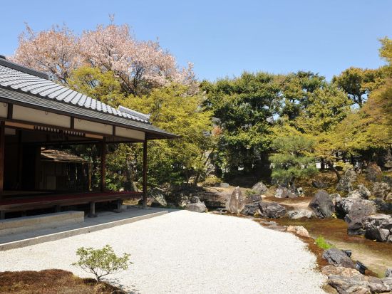 【高台寺＆圓徳院 春の夜間特別拝観】NHK大河ドラマ『豊臣兄弟』豊臣秀吉公ゆかりのお寺高台寺 ライトアップされた美しい桜鑑賞と京湯葉料理の夕食 高台寺掌美術館付