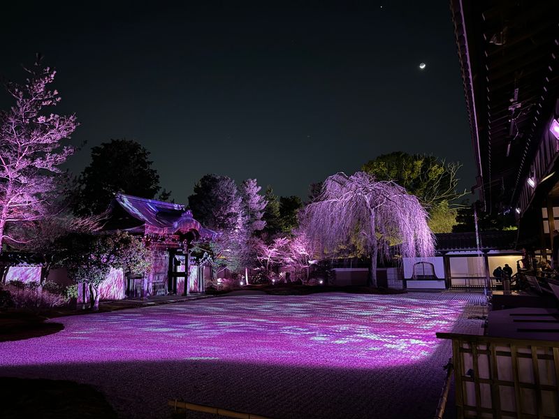 枝垂桜（ライトアップ）