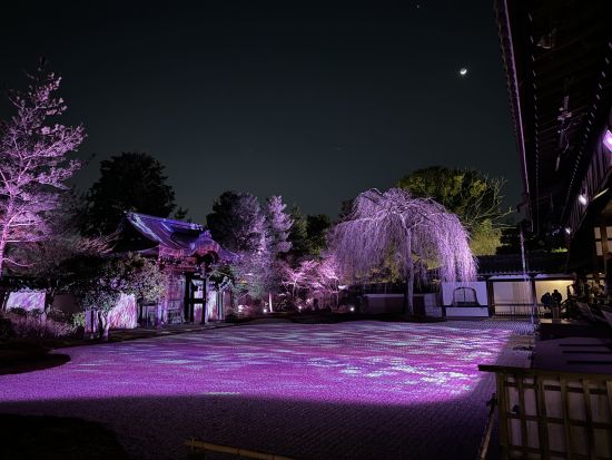 【高台寺＆圓徳院 春の夜間特別拝観】NHK大河ドラマ『豊臣兄弟』豊臣秀吉公ゆかりのお寺高台寺 ライトアップされた美しい桜鑑賞と京湯葉料理の夕食 高台寺掌美術館付