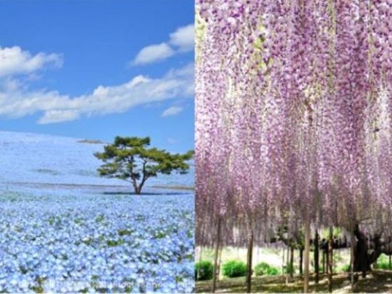 仙台発春の日帰り絶景ツアー 国営ひたち海浜公園・ネモフィラとあしかが大藤鑑賞＜仙台駅発着＞ by クラブツーリズム