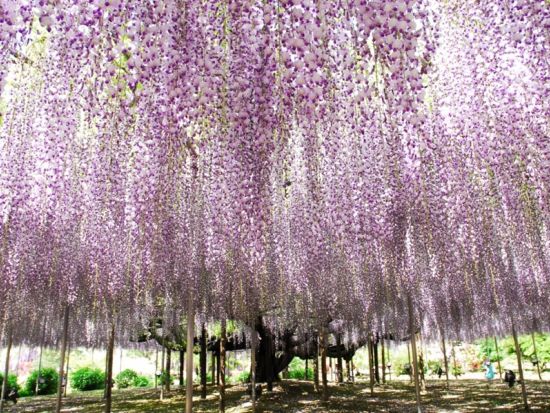 仙台発春の日帰り絶景ツアー 国営ひたち海浜公園・ネモフィラとあしかが大藤鑑賞＜仙台駅発着＞ by クラブツーリズム