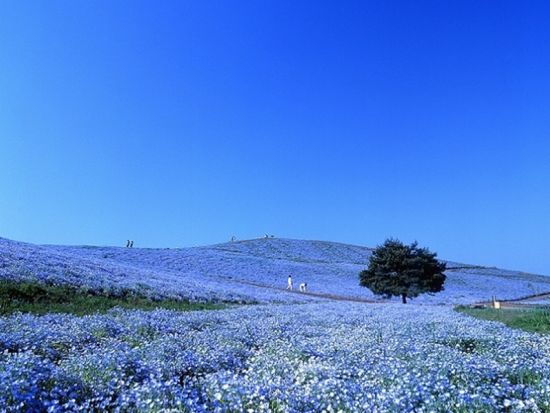 仙台発春の日帰り絶景ツアー 国営ひたち海浜公園・ネモフィラとあしかが大藤鑑賞＜仙台駅発着＞ by クラブツーリズム