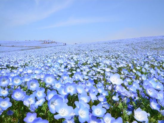 仙台発春の日帰り絶景ツアー 国営ひたち海浜公園・ネモフィラとあしかが大藤鑑賞＜仙台駅発着＞ by クラブツーリズム
