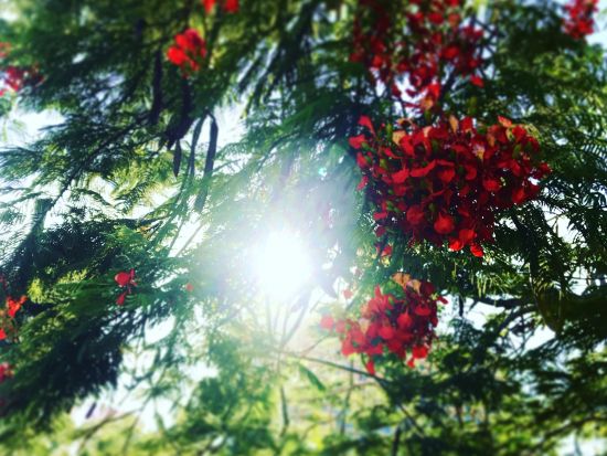 グアム アーリーバードツアー　早朝便到着でも安心！朝日観賞＋朝市見学＋ローカルレストランで朝食＋アガニャの観光スポットを満喫＜混載／日本語ガイド＞