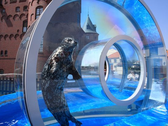 アザラシリング２