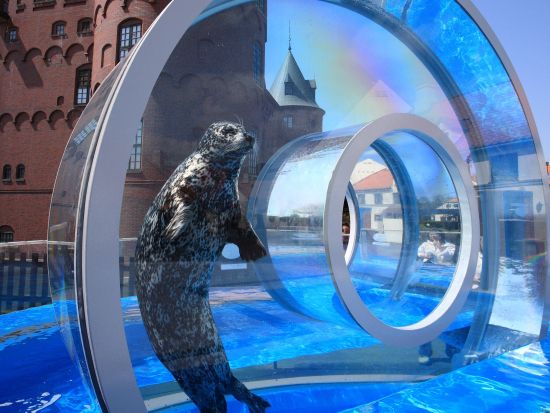 登別マリンパークニクス 入館チケットお得なプランもあり！ 北欧風の水族館でキラキラ輝く一万匹イワシ水槽と毎日ペンギンパレード実施中　当日9時まで予約可＜登別市＞