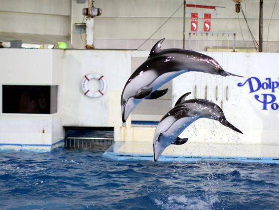 イルカショー10：カマイルカショー7