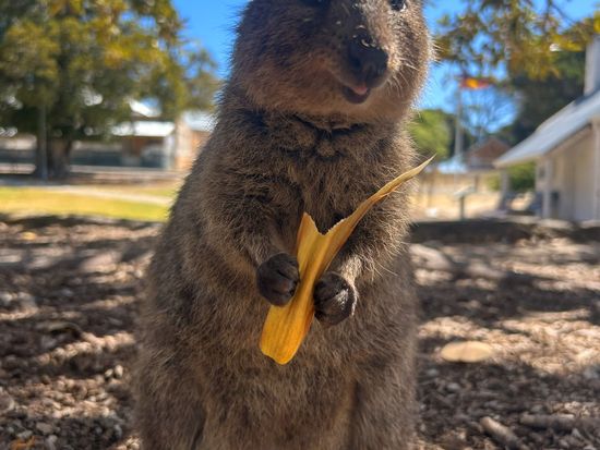 Quokka 