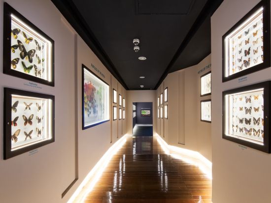 蝶の楽園「Entopia by Penang」入場チケット　15,000匹の蝶が幻想的なガーデン＆体験型ミュージアム満喫＜ペナン＞