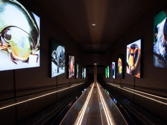 蝶の楽園「Entopia by Penang」入場チケット　15,000匹の蝶が幻想的なガーデン＆体験型ミュージアム満喫＜ペナン＞