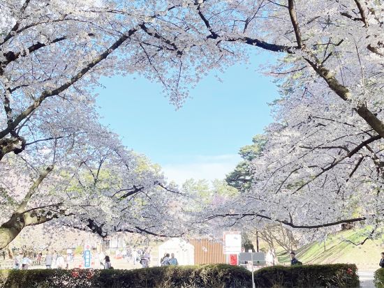 【ベルトラ限定4月のみ】八甲田雪の回廊で雪壁の上をスノーシュー体験＆弘前城ネイチャーツアー　 JR青森駅・青森市内ホテルから無料送迎付き＜1日＞