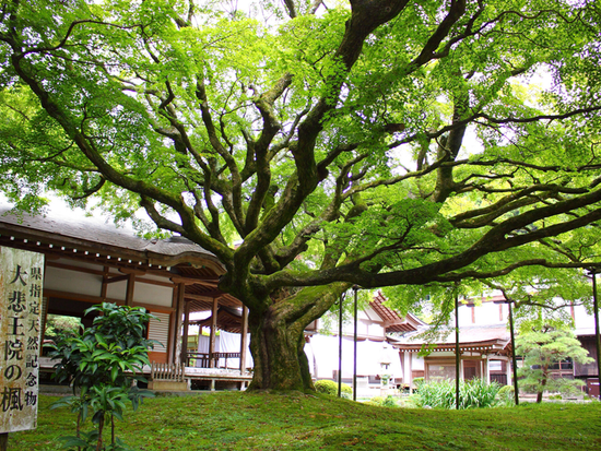 雷山千如寺 大悲王院