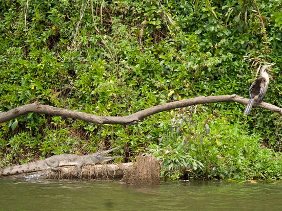 CROC AND DARTER BIRD