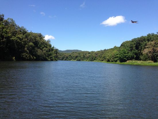 世界遺産キュランダ熱帯雨林でのリバークルーズ　熱帯雨林のバロン川で野生動物と出会う癒しの体験 ＜英語ガイド＞の写真5