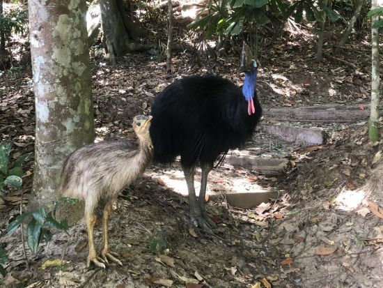 世界遺産キュランダ熱帯雨林でのリバークルーズ　熱帯雨林のバロン川で野生動物と出会う癒しの体験 ＜英語ガイド＞