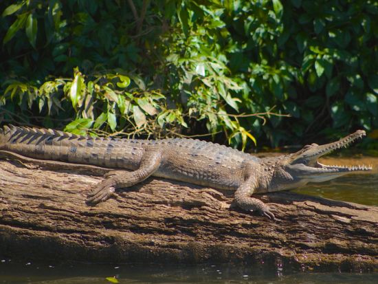 世界遺産キュランダ熱帯雨林でのリバークルーズ　熱帯雨林のバロン川で野生動物と出会う癒しの体験 ＜英語ガイド＞