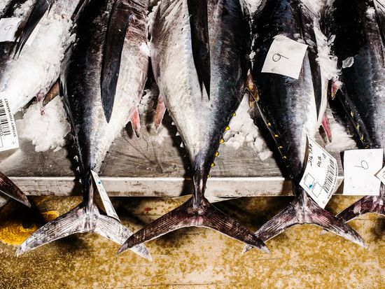 alanadimou-sydneyfishmarket-006 copy