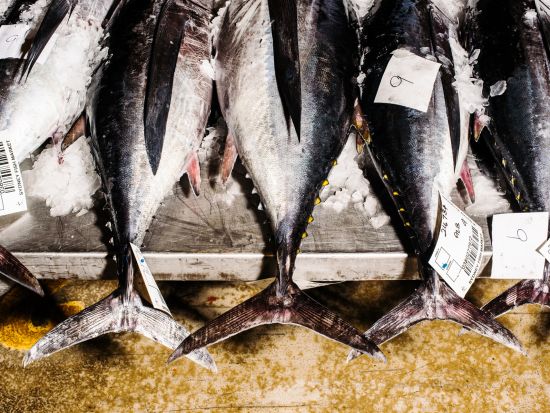 シドニーフィッシュマーケット場内見学ツアー　新施設で活気ある競りを体感！海鮮の試食付きプランも選べる ＜英語ガイド＞