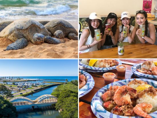 ハワイの大自然を満喫！ノースショア＆タンタラスの夜景【ハレイワ・ウミガメ・ガーリックシュリンプ・ドール・タンタラスの丘など】＜日本人ガイド＆少人数制＞